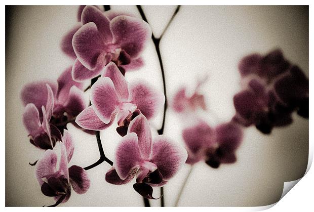 Pink Orchids Print by K. Appleseed.
