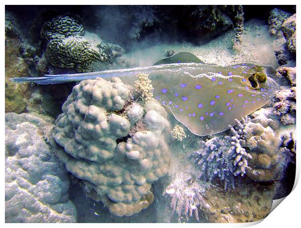 Blue Spotted Ray Feeding Print by Serena Bowles