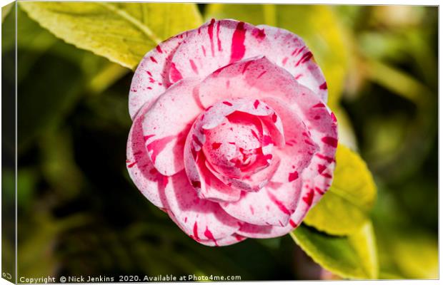 Japanese Camellia Flower in Early Spring Close up Canvas Print by Nick Jenkins