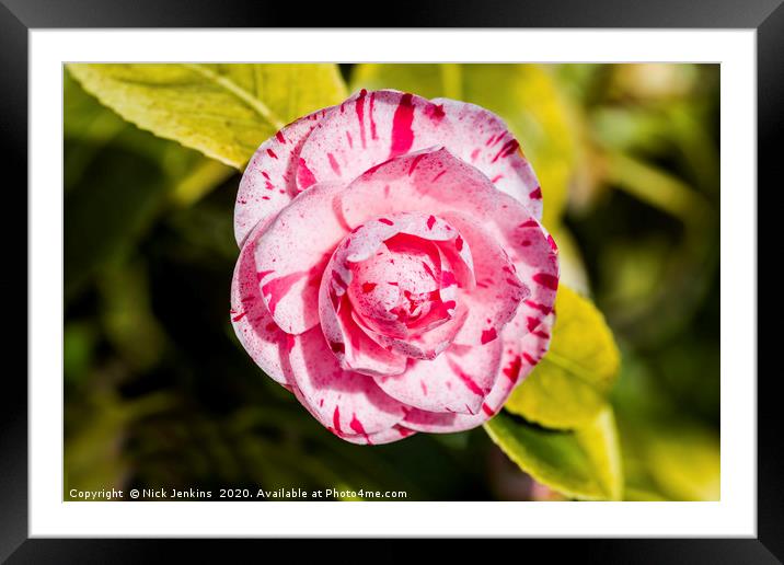 Japanese Camellia Flower in Early Spring Close up Framed Mounted Print by Nick Jenkins