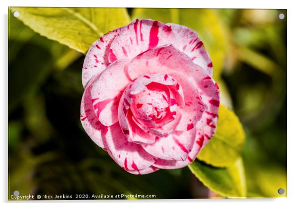Japanese Camellia Flower in Early Spring Close up Acrylic by Nick Jenkins
