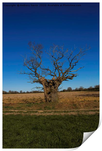 Hollow tree Print by Anthony harris