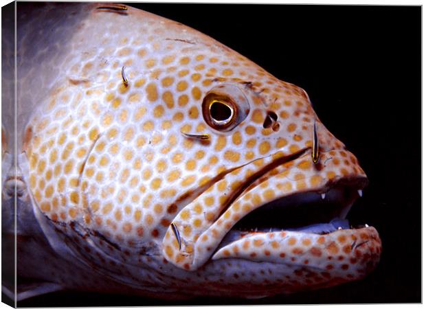 Coral Grouper Fish Being Cleaned Canvas Print by Serena Bowles