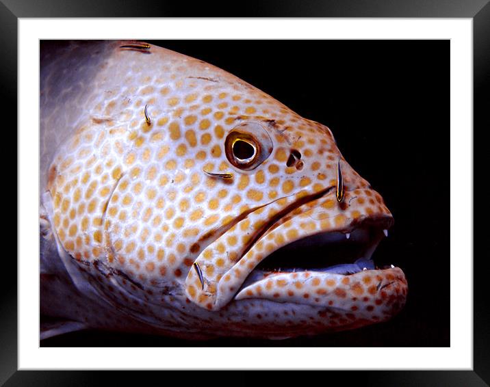 Coral Grouper Fish Being Cleaned Framed Mounted Print by Serena Bowles