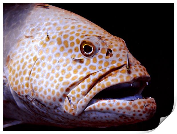 Coral Grouper Fish Being Cleaned Print by Serena Bowles