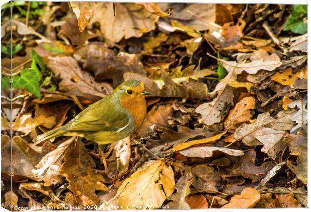Robin amongst autumn leaves in a woodland Canvas Print by Nick Jenkins