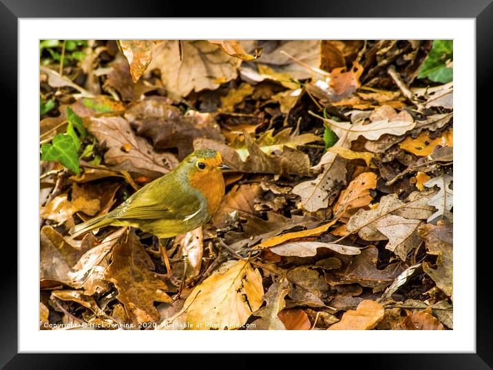Robin amongst autumn leaves in a woodland Framed Mounted Print by Nick Jenkins