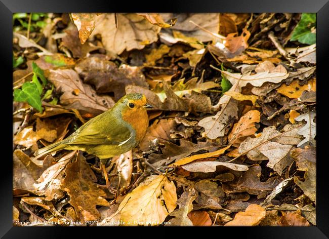 Robin amongst autumn leaves in a woodland Framed Print by Nick Jenkins
