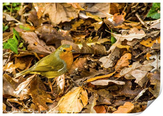 Robin amongst autumn leaves in a woodland Print by Nick Jenkins