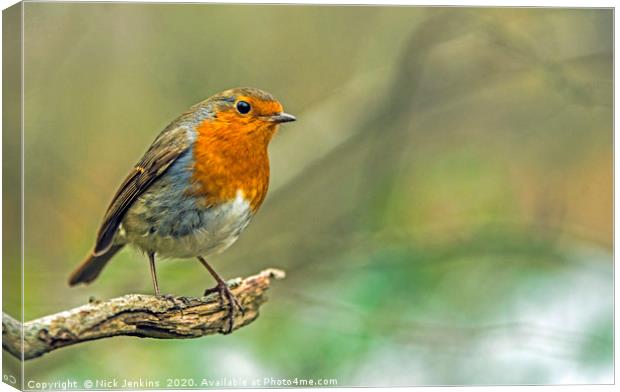 Robin Redbreast on tree branch in woodland  Canvas Print by Nick Jenkins