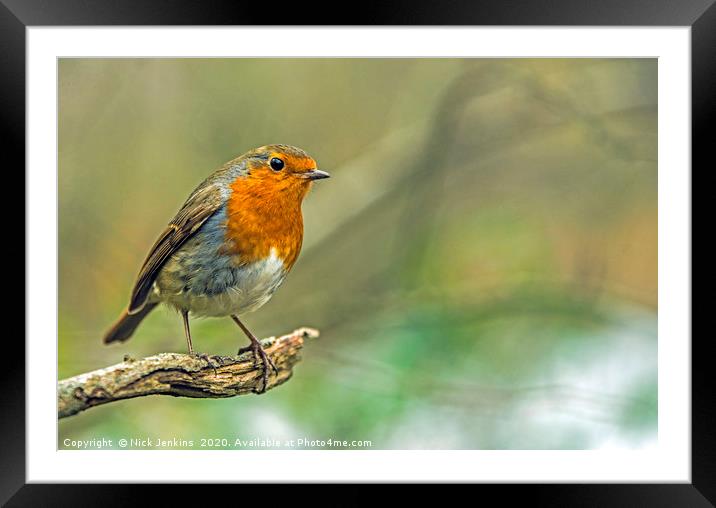 Robin Redbreast on tree branch in woodland  Framed Mounted Print by Nick Jenkins