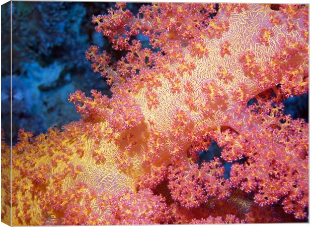 Close up of Pink & Yellow Soft Coral, Red Sea Canvas Print by Serena Bowles