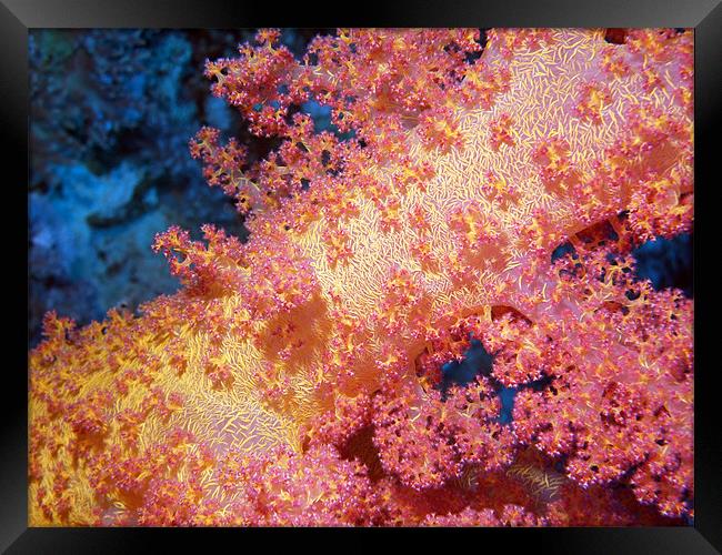 Close up of Pink & Yellow Soft Coral, Red Sea Framed Print by Serena Bowles