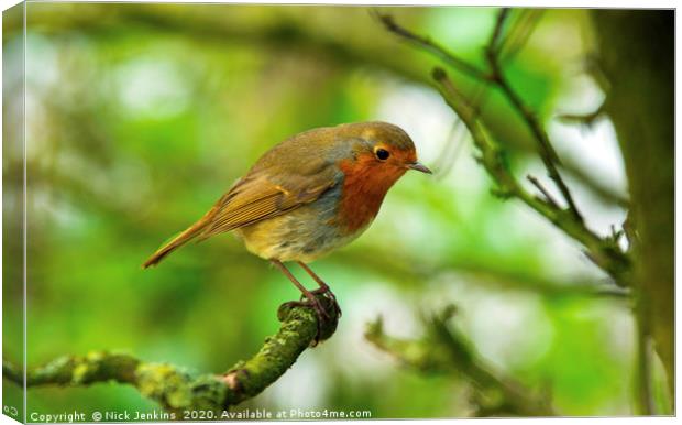 Robin redbreast on a branch in a tree Canvas Print by Nick Jenkins