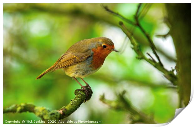 Robin redbreast on a branch in a tree Print by Nick Jenkins