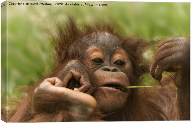 Orangutan Baby Canvas Print by rawshutterbug 