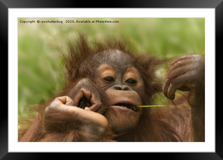 Orangutan Baby Framed Mounted Print by rawshutterbug 