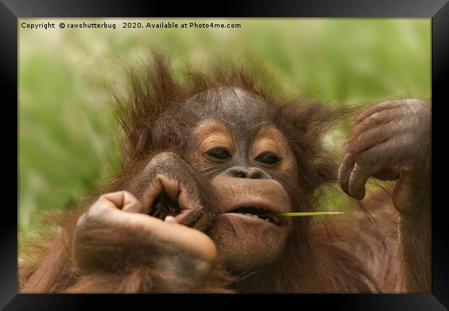 Orangutan Baby Framed Print by rawshutterbug 