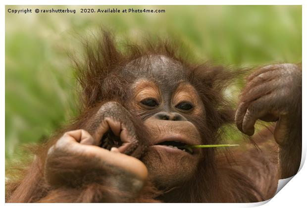 Orangutan Baby Print by rawshutterbug 