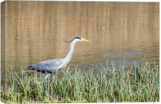 Heron Stalking for fish in a pond Ardea cinerea Canvas Print by Nick Jenkins
