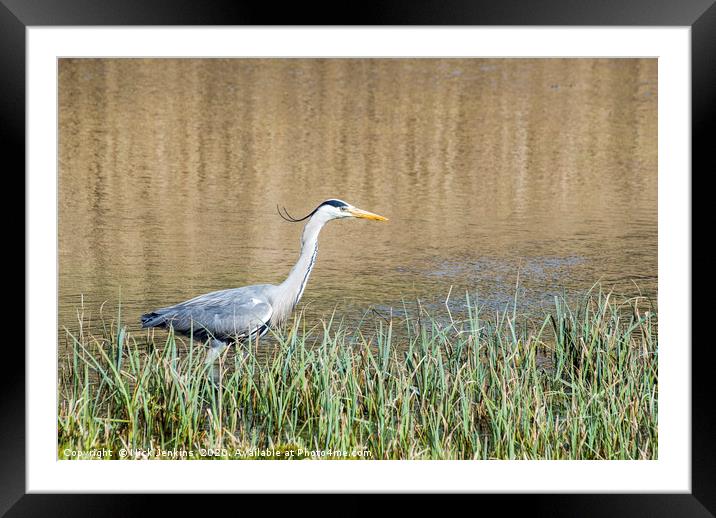 Heron Stalking for fish in a pond Ardea cinerea Framed Mounted Print by Nick Jenkins