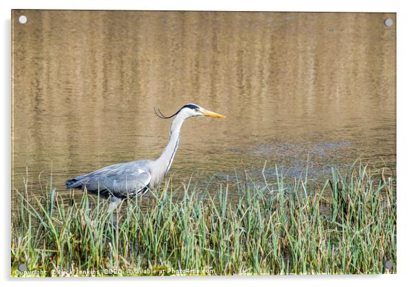 Heron Stalking for fish in a pond Ardea cinerea Acrylic by Nick Jenkins