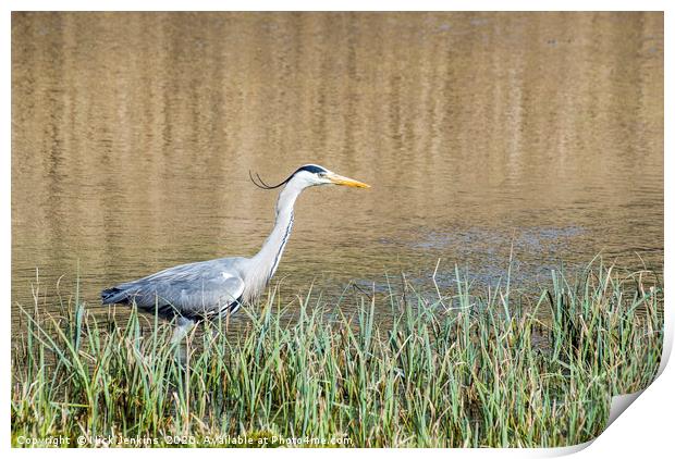 Heron Stalking for fish in a pond Ardea cinerea Print by Nick Jenkins