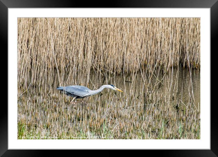 Grey Heron Stalking for fish Ardea cinerea Framed Mounted Print by Nick Jenkins