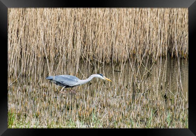 Grey Heron Stalking for fish Ardea cinerea Framed Print by Nick Jenkins