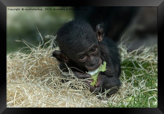 Cheeky Bonobo Baby Framed Print by rawshutterbug 