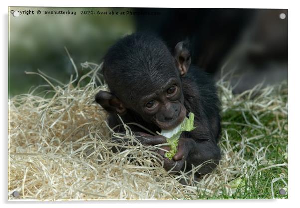 Cheeky Bonobo Baby Acrylic by rawshutterbug 