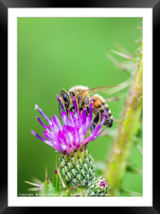 Honey Bee on a Thistle Flower Framed Mounted Print by Nick Jenkins