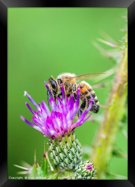 Honey Bee on a Thistle Flower Framed Print by Nick Jenkins