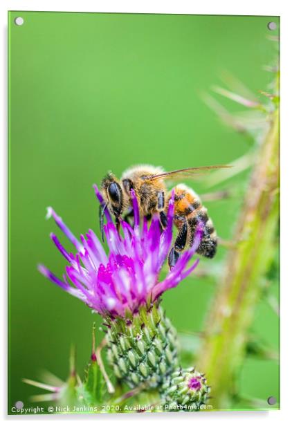 Honey Bee on a Thistle Flower Acrylic by Nick Jenkins