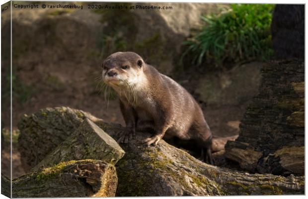 Otter On The Look Out  Canvas Print by rawshutterbug 