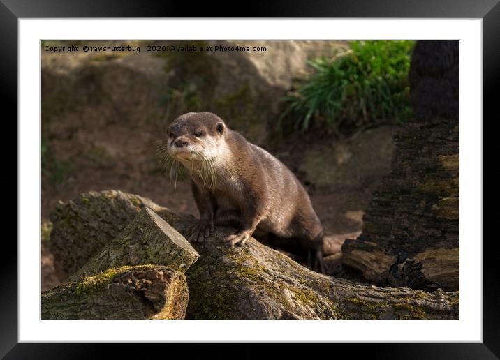 Otter On The Look Out  Framed Mounted Print by rawshutterbug 