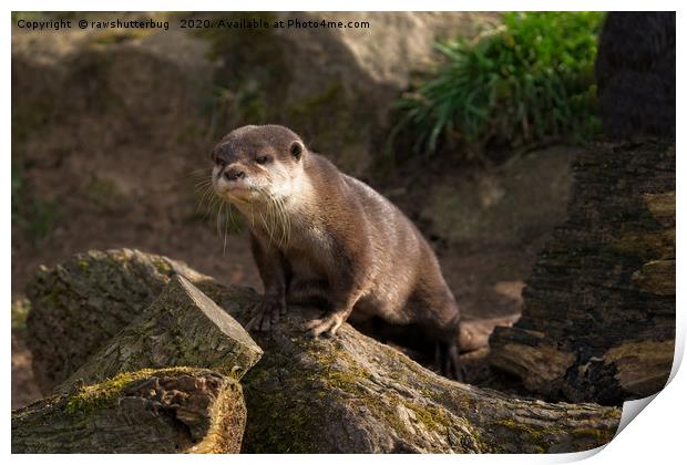 Otter On The Look Out  Print by rawshutterbug 
