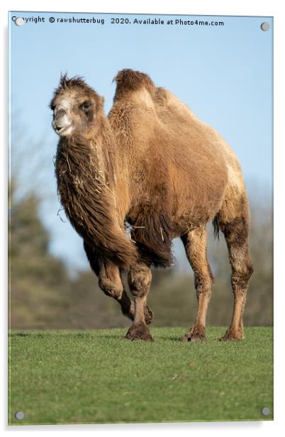 Camel In A Rush Acrylic by rawshutterbug 