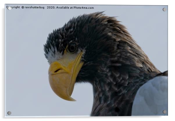 Steller's Sea Eagle Acrylic by rawshutterbug 