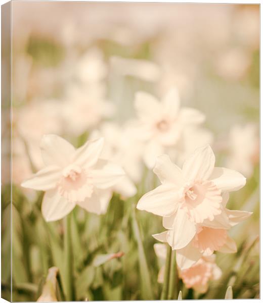 Spring Daffodils flowers Canvas Print by K. Appleseed.