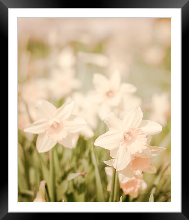 Spring Daffodils flowers Framed Mounted Print by K. Appleseed.