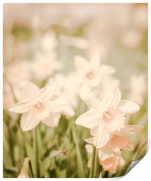 Spring Daffodils flowers Print by K. Appleseed.