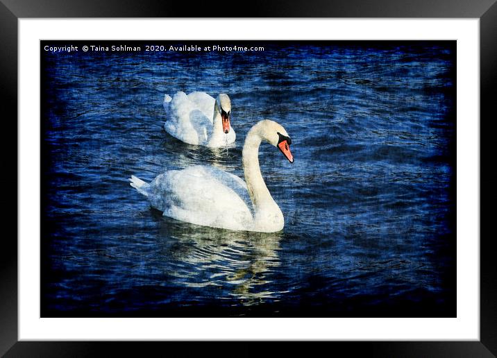 Swans on Blue Sea Grunge Style Framed Mounted Print by Taina Sohlman