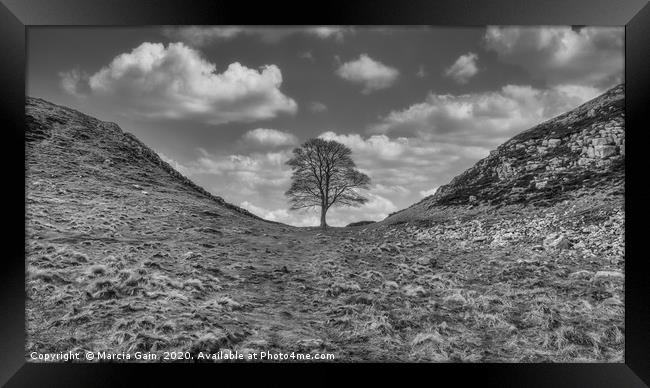 Sycamore Gap Framed Print by Marcia Reay