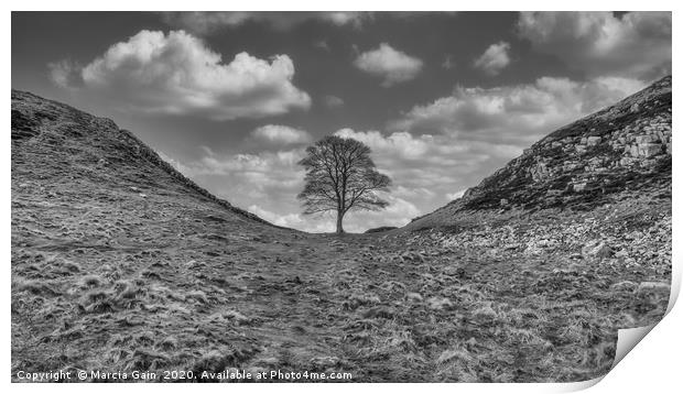 Sycamore Gap Print by Marcia Reay