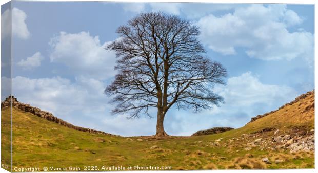 Sycamore gap Canvas Print by Marcia Reay