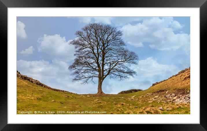 Sycamore gap Framed Mounted Print by Marcia Reay
