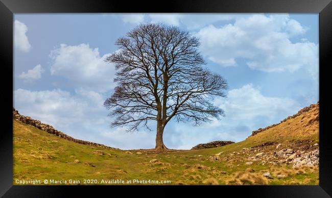 Sycamore gap Framed Print by Marcia Reay