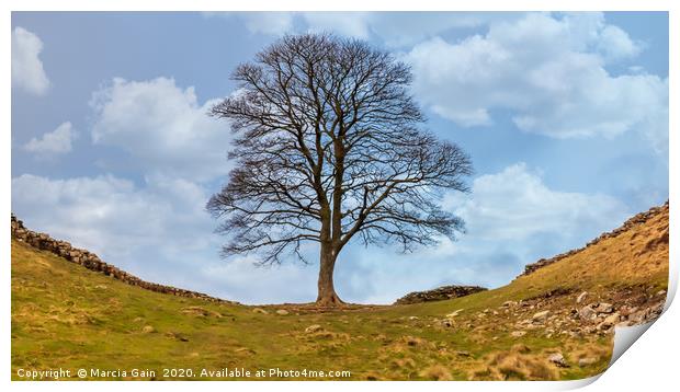 Sycamore gap Print by Marcia Reay