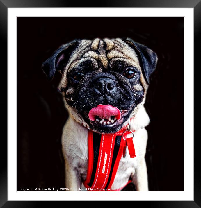 The Pug-alist Framed Mounted Print by Shaun Carling